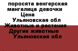 поросята венгерская мангалица(девочки) › Цена ­ 5 000 - Ульяновская обл. Животные и растения » Другие животные   . Ульяновская обл.